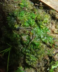 Round Hornwort thumbnail 3