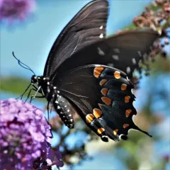 Spicebush Swallowtail thumbnail 2