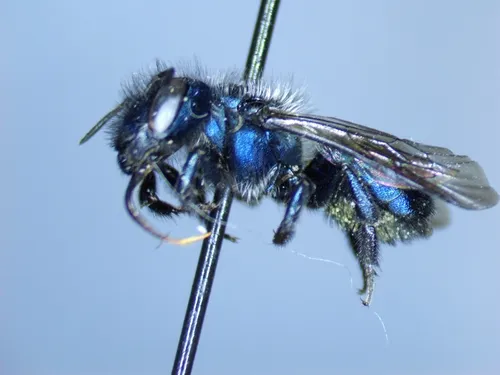 Osmia tristella