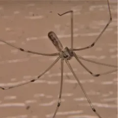 Long-bodied Cellar Spider thumbnail 3