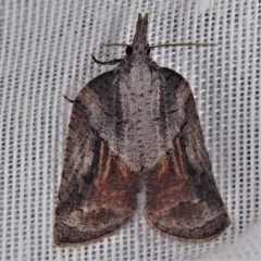 Tufted Apple Bud Moth thumbnail 2