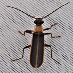 Yellow-necked Soldier Beetle thumbnail 4