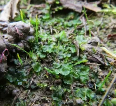 Carolina hornwort thumbnail 2