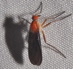 Rhamphomyia glabra thumbnail 4