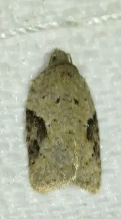 Acleris implexana thumbnail 3