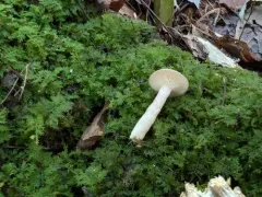 Grey Milkcap thumbnail 3