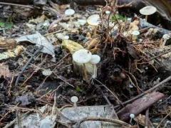 Splitpea Shanklet thumbnail 3