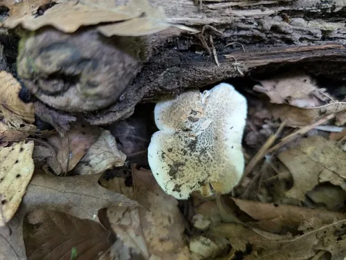 Inocybe glaucescens