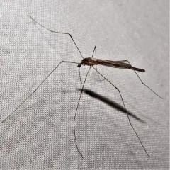 Toxorhina magna thumbnail 4