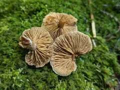 Cortinarius atroalbus thumbnail 2