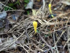 Yellow Club thumbnail 4