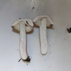 Russula peckii thumbnail 4