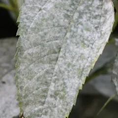 Golovinomyces latisporus thumbnail 1