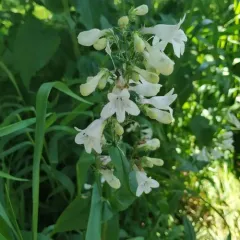 foxglove beardtongue thumbnail 2