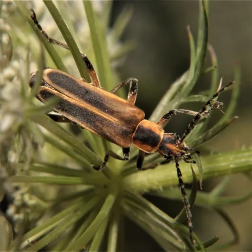 Margined Leatherwing Beetle