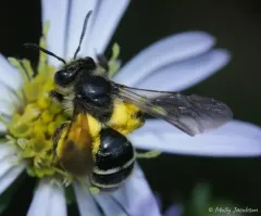 Andrena robervalensis thumbnail 3