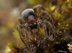 Cybaeopsis wabritaska thumbnail 3
