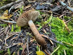 Inocybe leptophylla thumbnail 4
