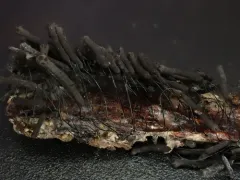 Stemonaria irregularis thumbnail 3
