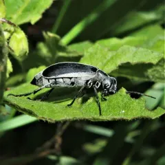 Margined Blister Beetle thumbnail 3