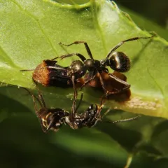 Silky Field Ant thumbnail 3