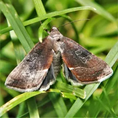 Wedgling Moth thumbnail 4