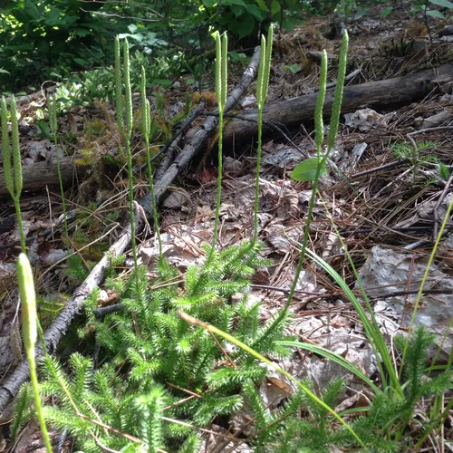stag's-horn clubmoss