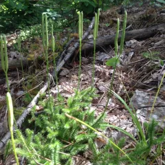stag's-horn clubmoss thumbnail 1