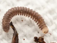 Rhiscosomides meineri thumbnail 3