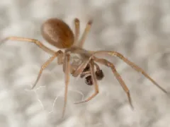 Fern Sheetweaver thumbnail 2