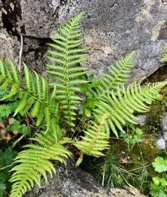 Queen's veil mountain fern thumbnail 3