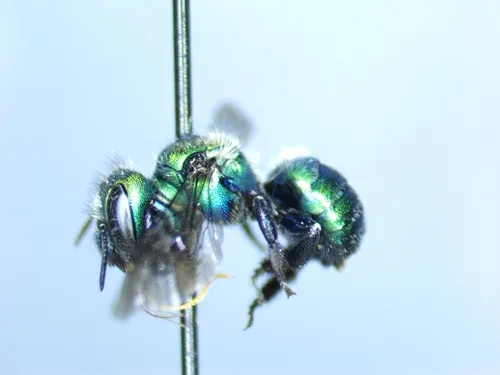 Osmia calla