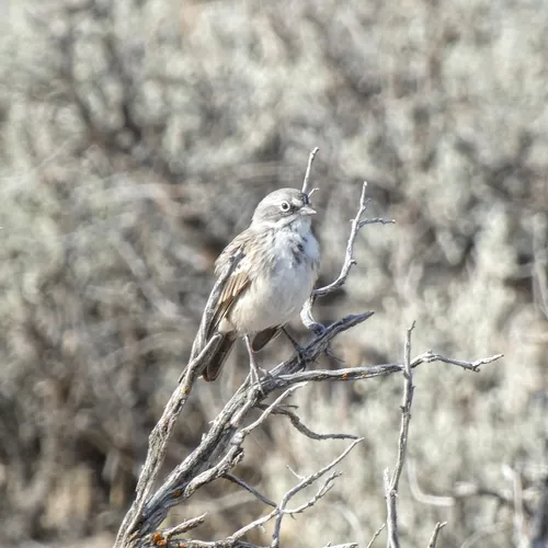 Sagebrush Sparrow
