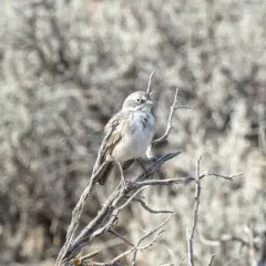 Sagebrush Sparrow thumbnail 1