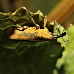 Rhubarb Weevil thumbnail 3