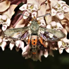 Squash Vine Borer thumbnail 4