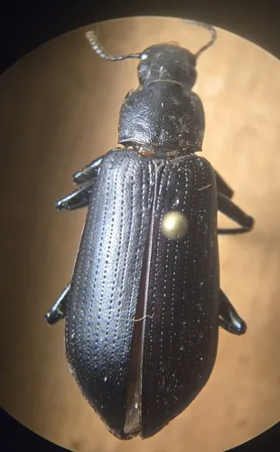 Alobates barbatus
