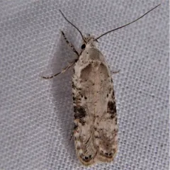Poison hemlock moth thumbnail 2
