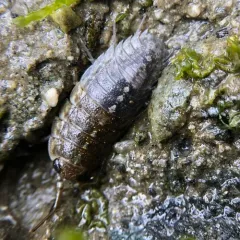 Western Sea Slater thumbnail 2