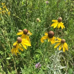 grey-headed coneflower thumbnail 3