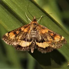 Orange Mint Moth thumbnail 4