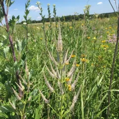 Culver's root thumbnail 2