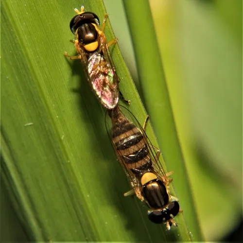 Tufted Globetail