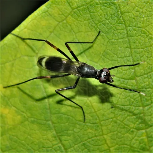 Taeniaptera trivittata