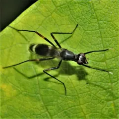 Taeniaptera trivittata thumbnail 1
