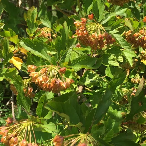 common ninebark