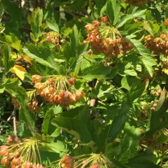 common ninebark thumbnail 1