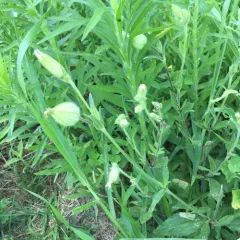 white campion thumbnail 2