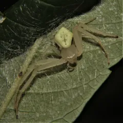 American Green Crab Spider thumbnail 2