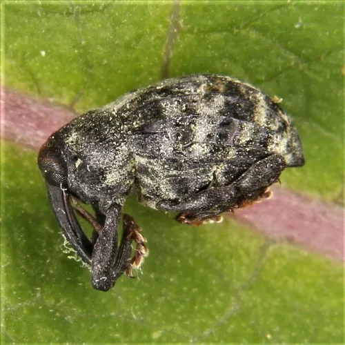 Rhyssomatus palmacollis